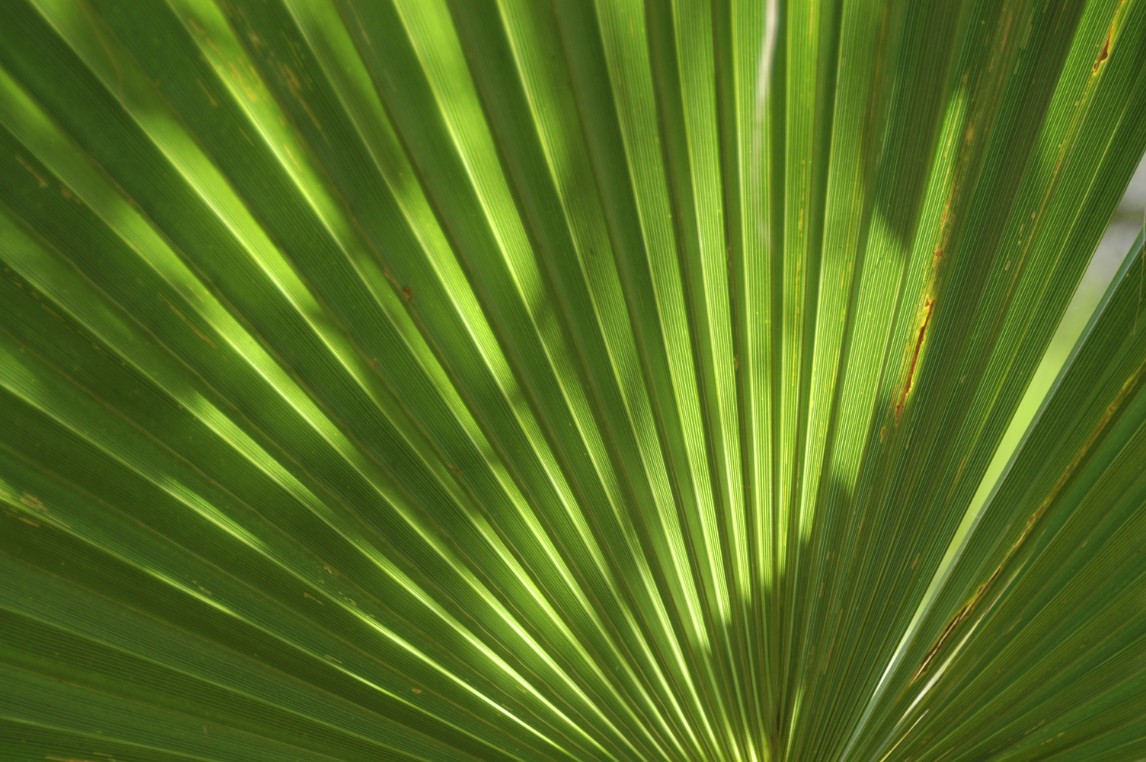 Palmenblatt